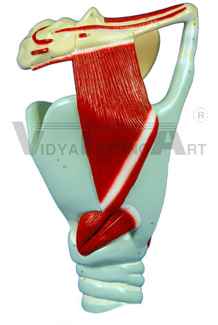 Large Larynx - Lateral View